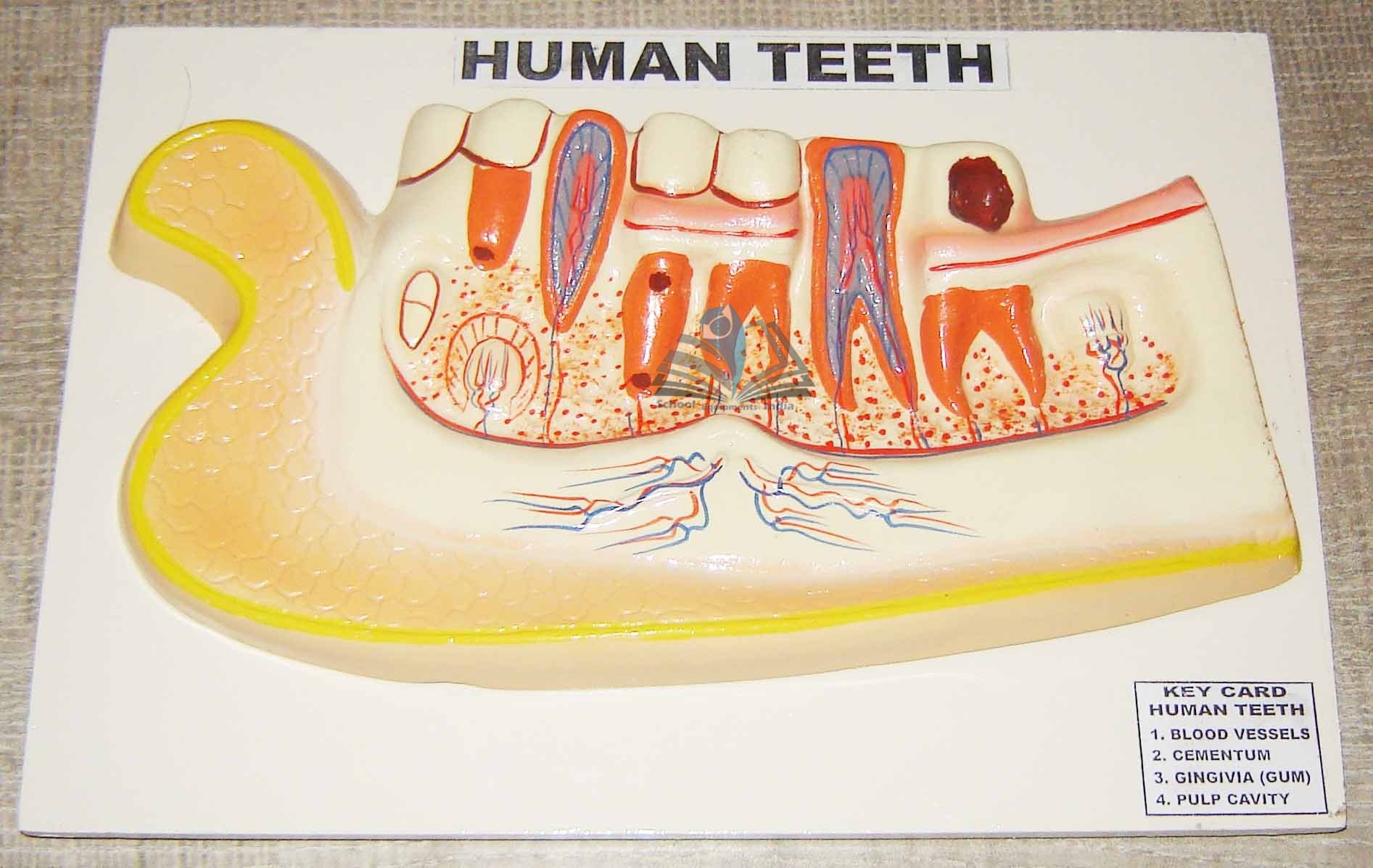 Human Lower Jaw with Teeth Model